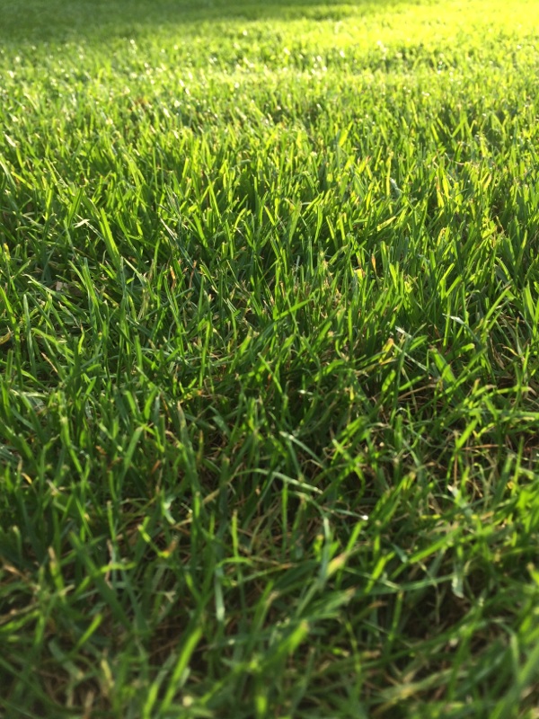 Turf Grass
