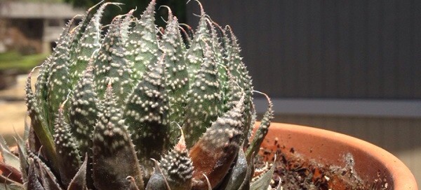 Sick Haworthia