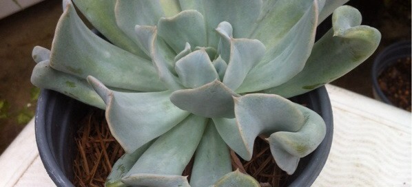 Echeveria Topsy Turvy