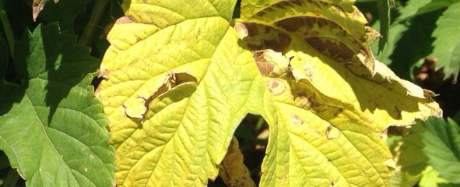 Hops Yellowing