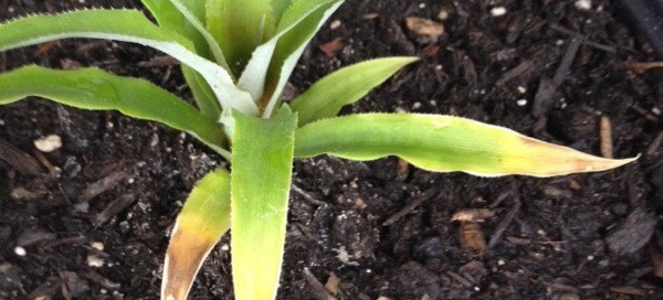 Ananas Comosus  Pineapple Propagation