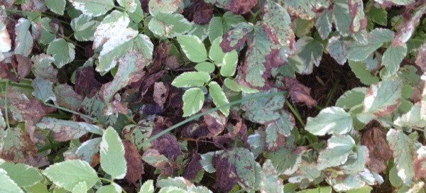 Leaf Spot On Bishops Weed