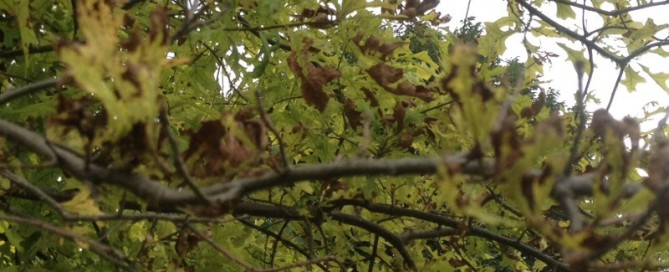 Oak Leaf Chlorosis