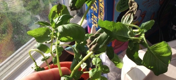 Curling Leaves On Basil