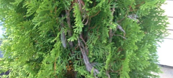 Arborvitae Dieback