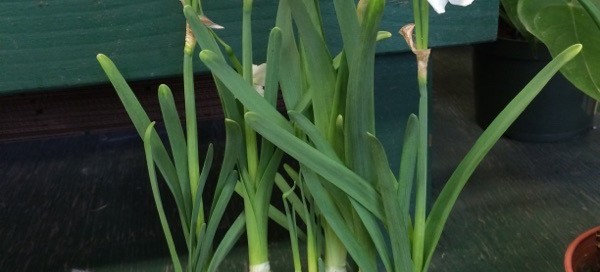 Carved Chinese Sacred Lily Bulb