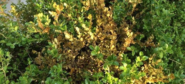 Boxwood