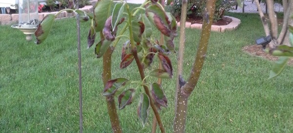 Marginal Leaf Scorch On Pear