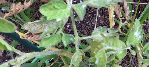 Powdery Mildew On Tomato Foliage