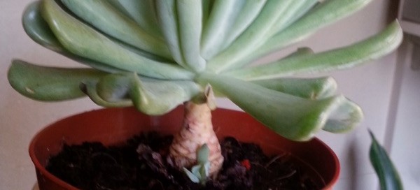 Echeveria Topsy Turvy