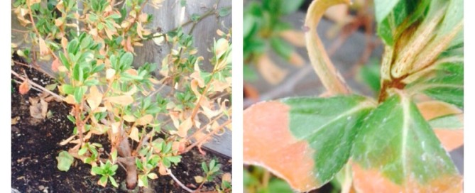 Transplanting