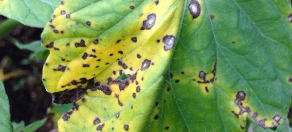 Septoria Leaf Spot