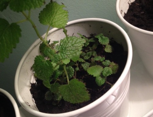 Lemon Balm Indoors