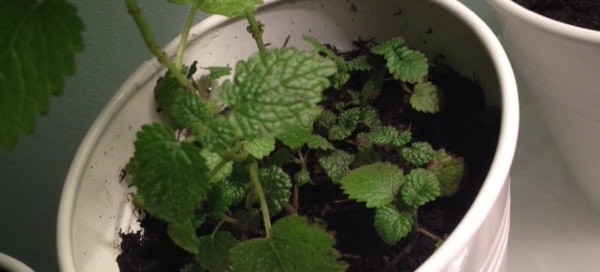 Lemon Balm Indoors