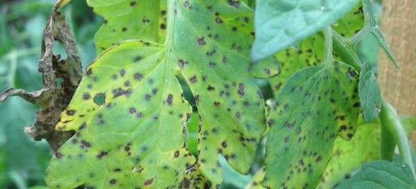 Septoria Leaf Spot Archives - Garden Answers