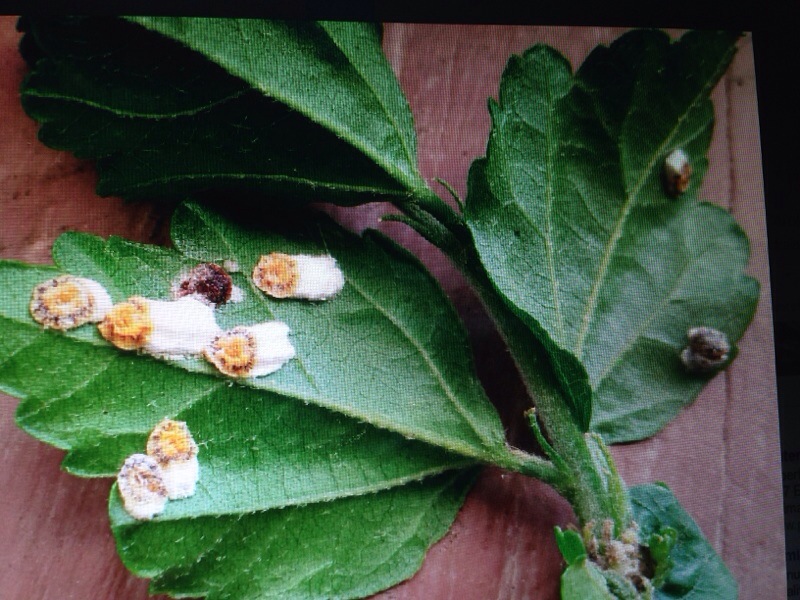 Scale insects on tea stem, Location : Mealani, Hawaii