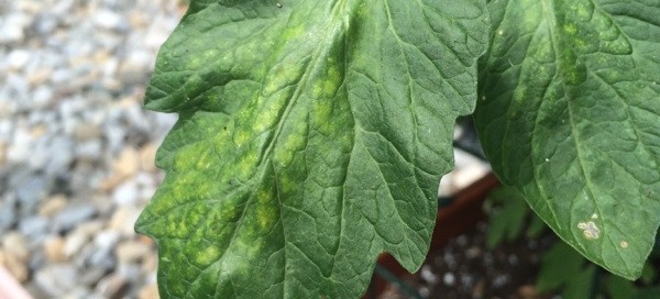 Tomato Nutrient Deficiency