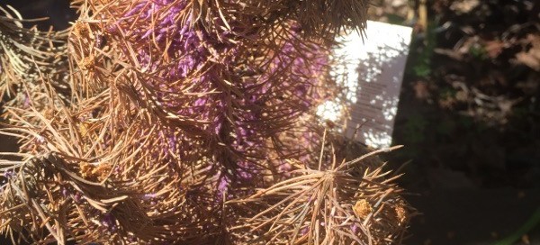 Dead Stone Pine