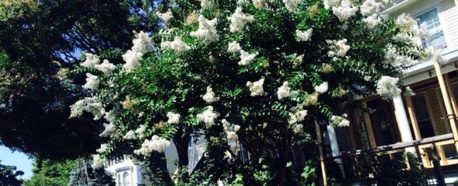 Either Hydrangea Or Crape Myrtle