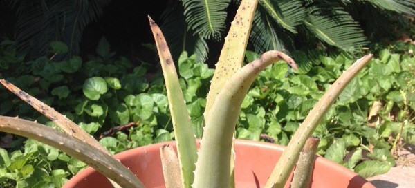 Aloe Vera Color