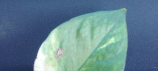 Normal Variegation Or Nutrient Deficiency