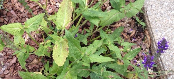 Wilting Salvia