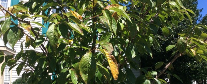 Cherry Leaf Spot