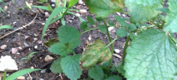 Lemon Balm Leaf Issue