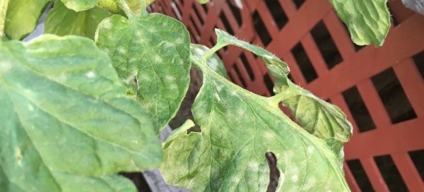 Powdery Mildew On Tomato Foliage