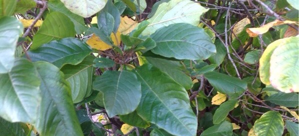 Alder Buckthorn Glossy Buckthorn