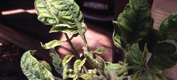 Tomato Nutrient Deficiency