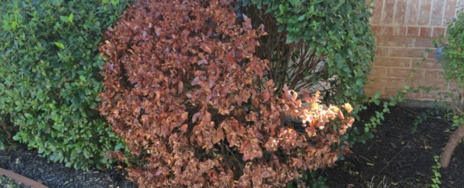 Extensive Dieback On A Shrub