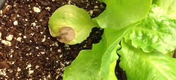 Lettuce Yellowing And Leaf Spot