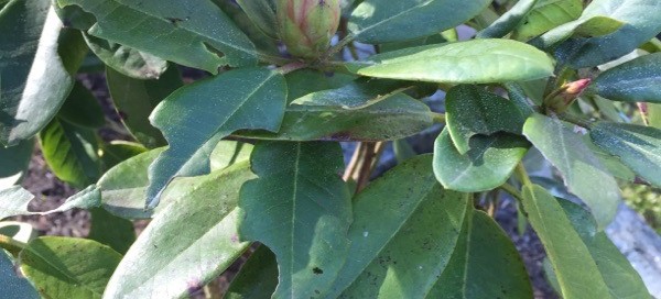 Leaf Spot Fungus And Root Weevil