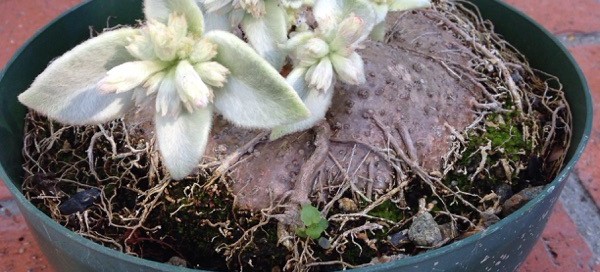 Brazilian Edelweiss