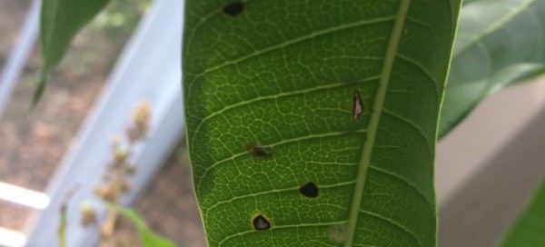 Mango Anthracnose