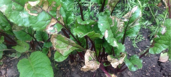 Leaf Miners