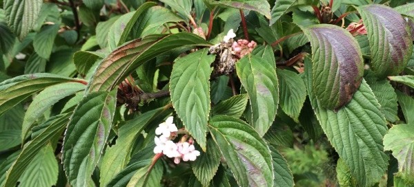 Pink Dawn Viburnum