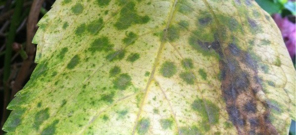 Powdery Mildew On Hydrangea