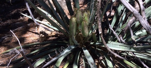 Banana Yucca