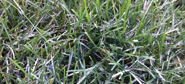 Powdery Mildew On Turf Grass