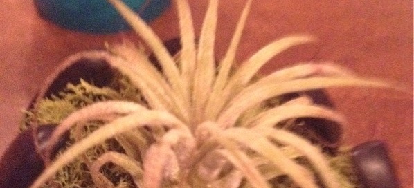 Tillandsia Ionantha  Air Plant