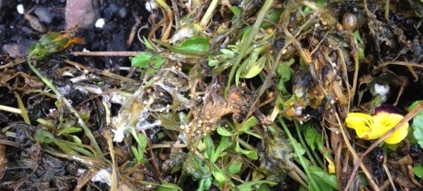 Pansy Seeds And Fungus