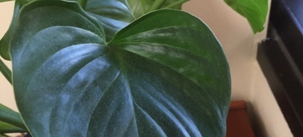 Splitleaf Philodendron