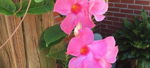 Mandevilla Vine