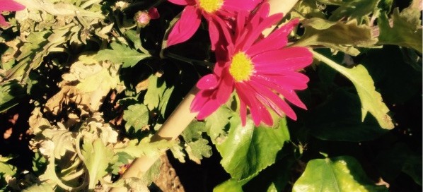 Gerbera Daisy