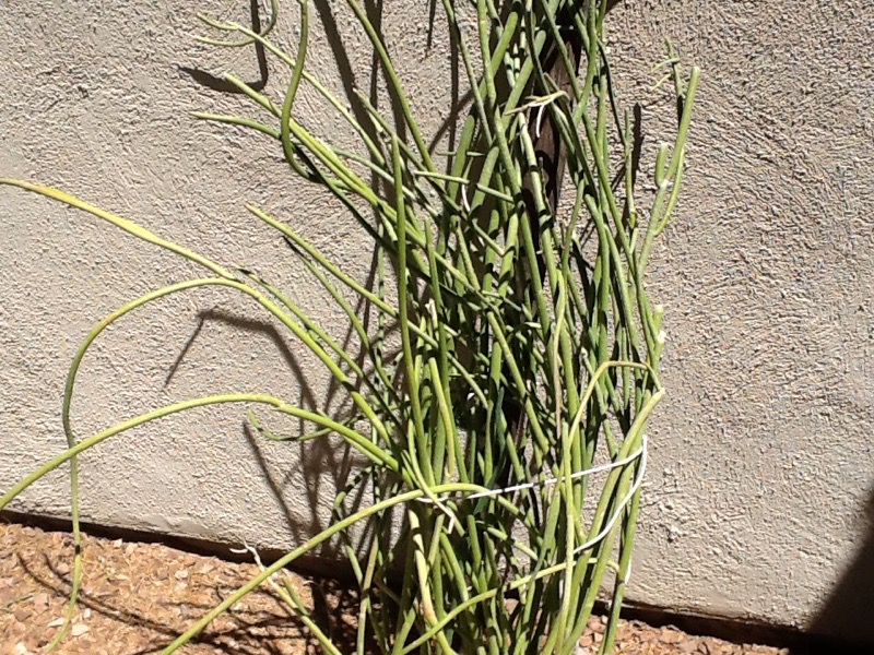 Pedilanthus macrocarpus (Slipper Plant) | Zona Gardens
