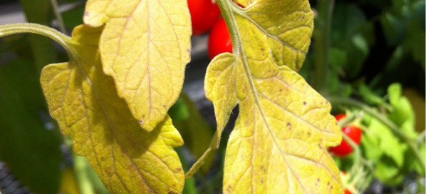 Tomato Leaf Death