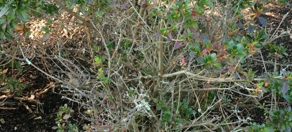 Azalea Dieback