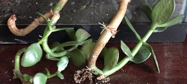 Traditional Jade Plant